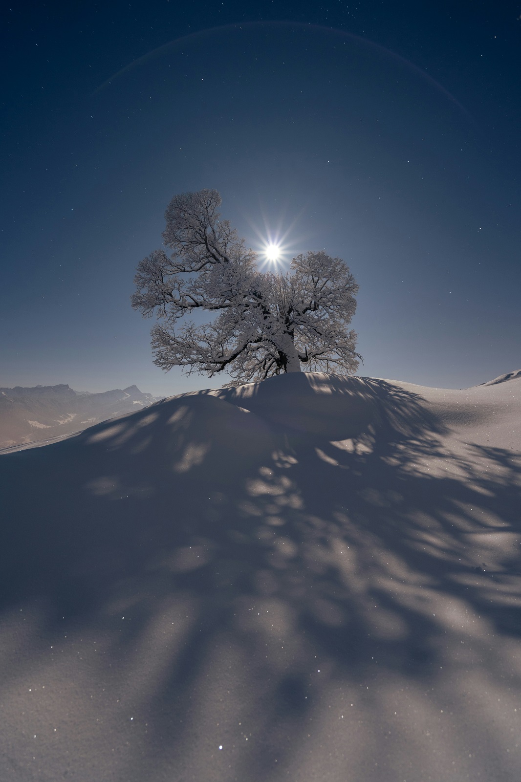 Sole su un albero rotto e morente fra le nevi